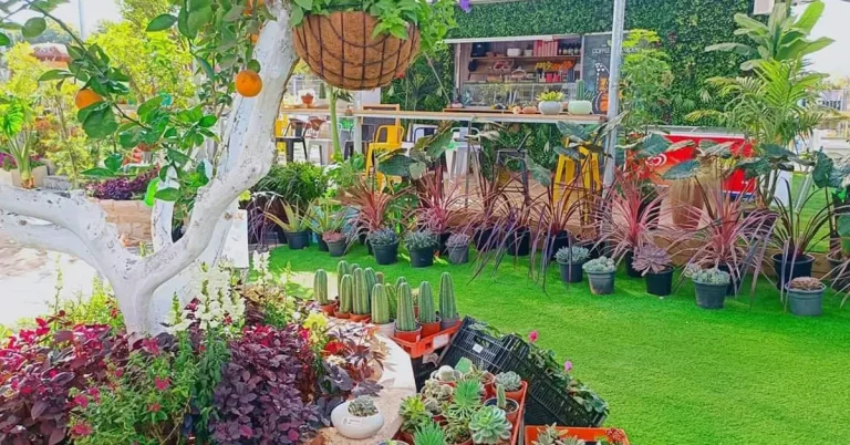 מור - דשא גן